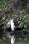 Nic - 196 * Great Egret